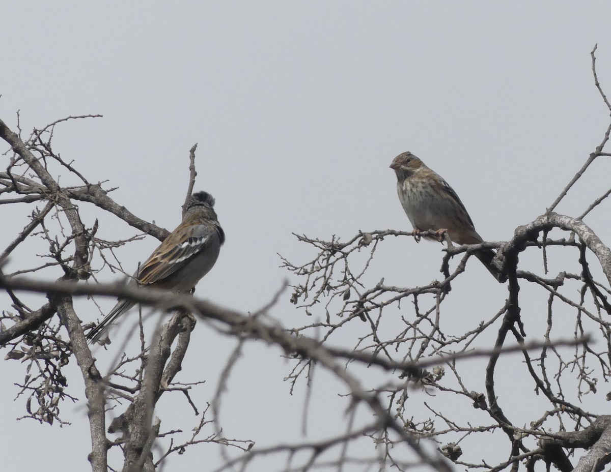 Mourning Sierra Finch - ML617319482