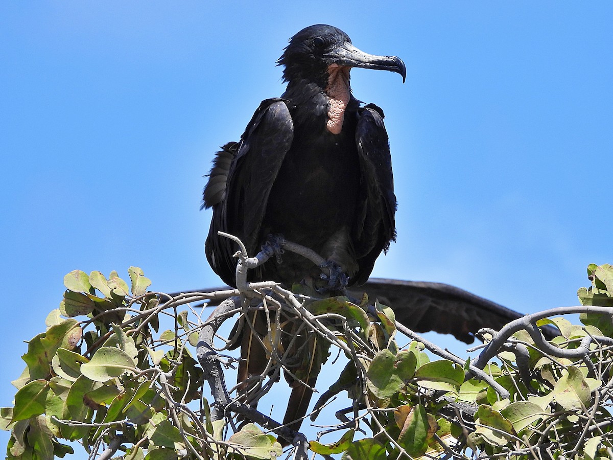 Magnificent Frigatebird - ML617319484