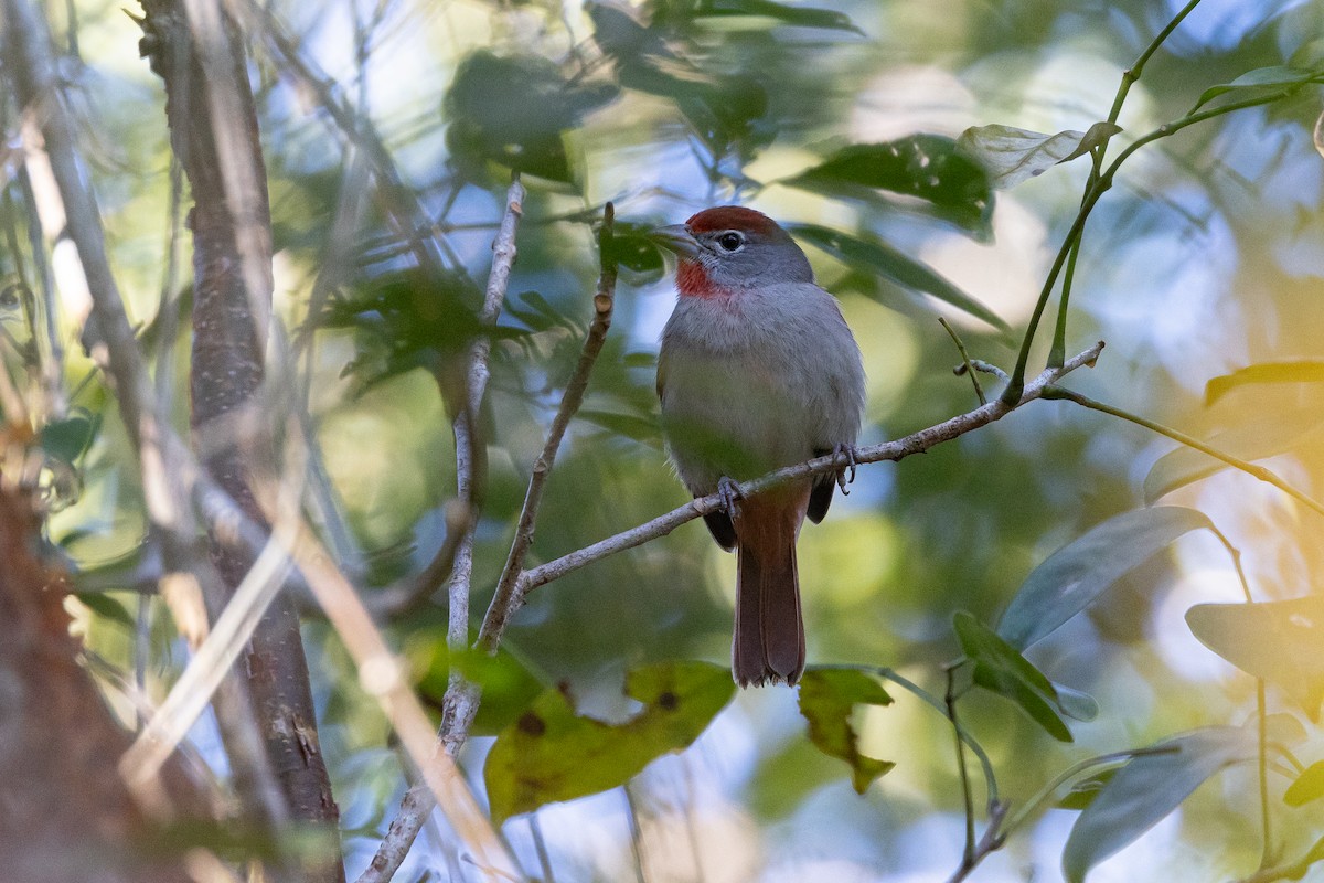 Rose-throated Tanager - ML617319486