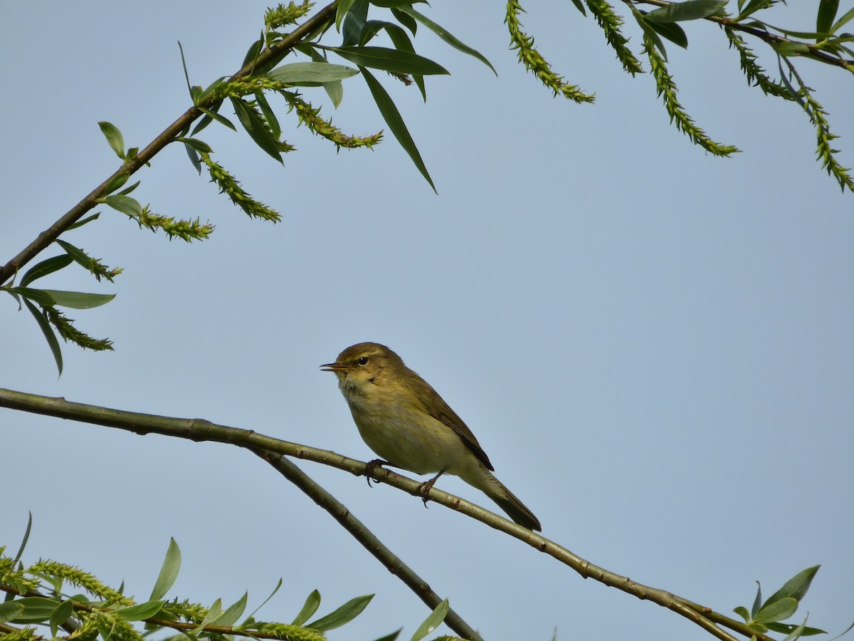 Common Chiffchaff - Dennis op 't Roodt