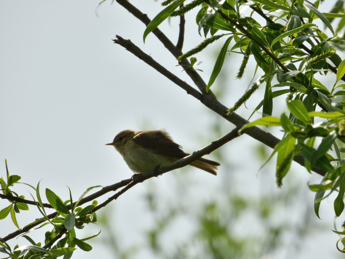 Common Chiffchaff - ML617319496