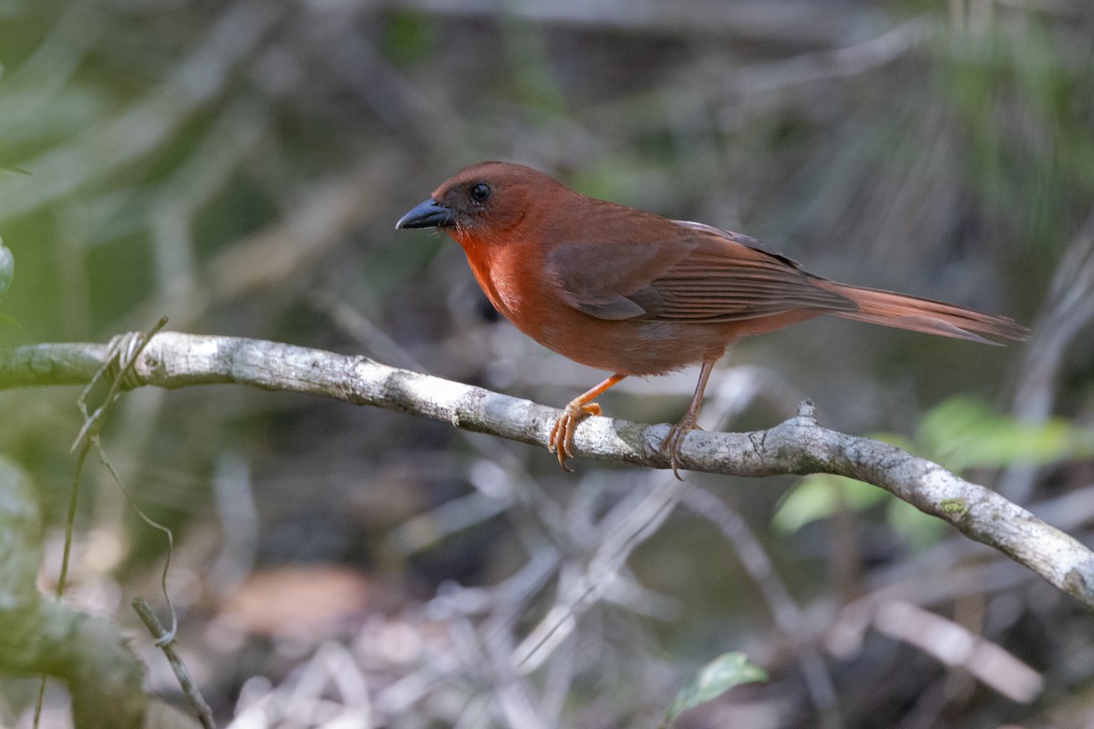 Red-throated Ant-Tanager - ML617319497