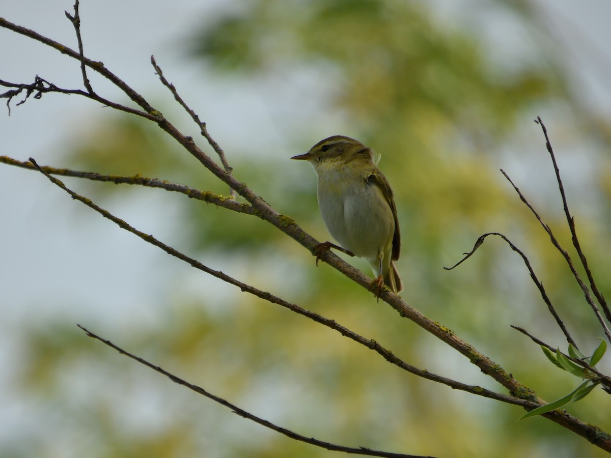 Willow Warbler - ML617319508