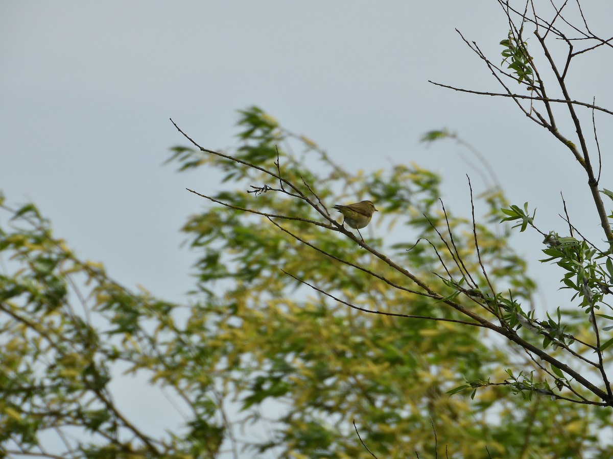 Willow Warbler - Dennis op 't Roodt