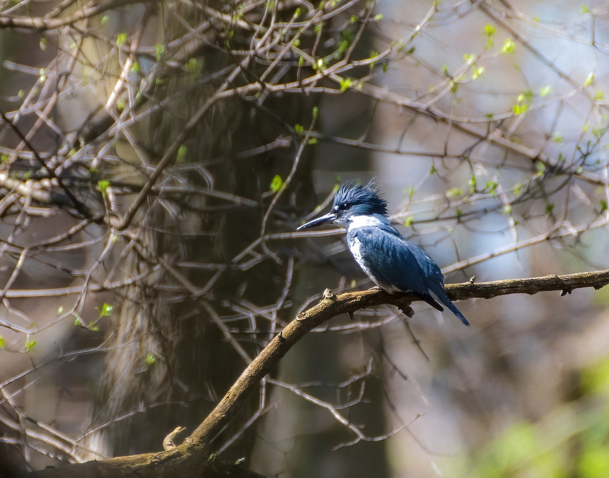 Belted Kingfisher - ML617319527