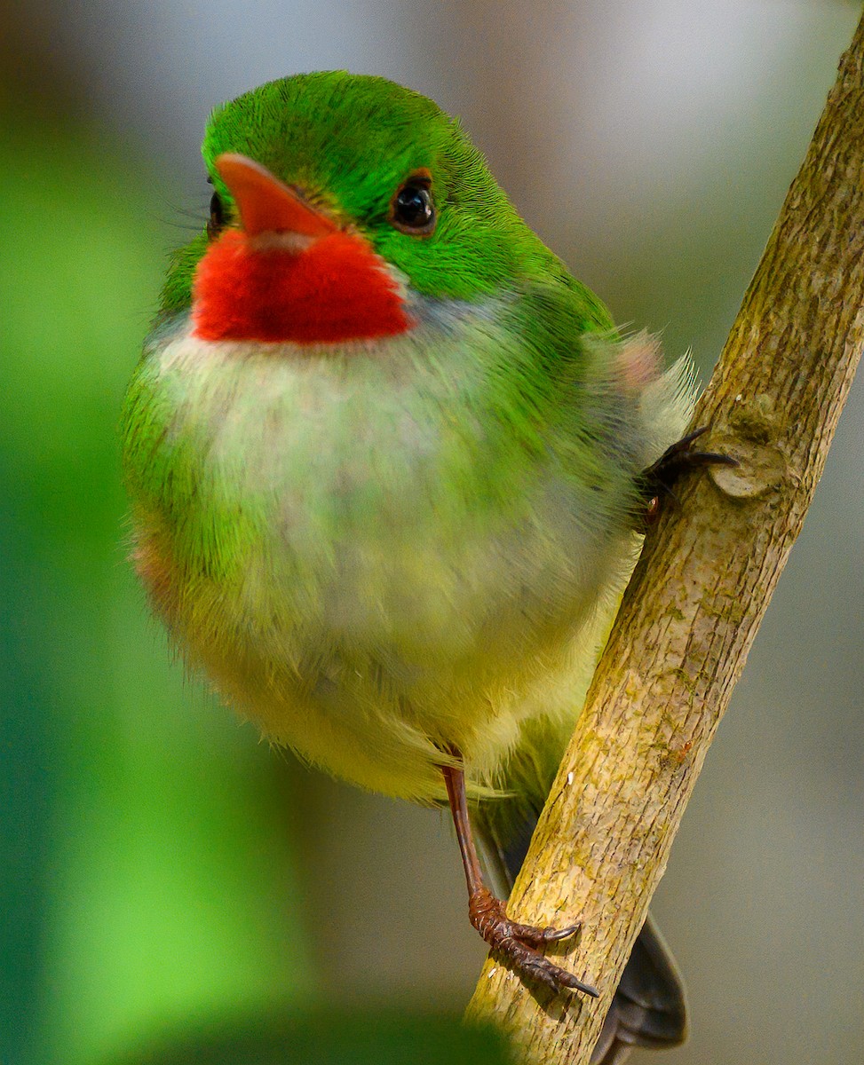 Jamaican Tody - ML617319574