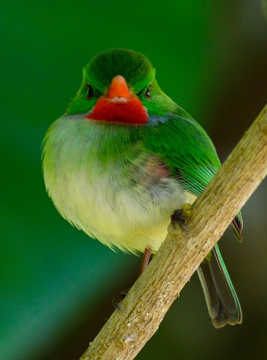 Jamaican Tody - ML617319577