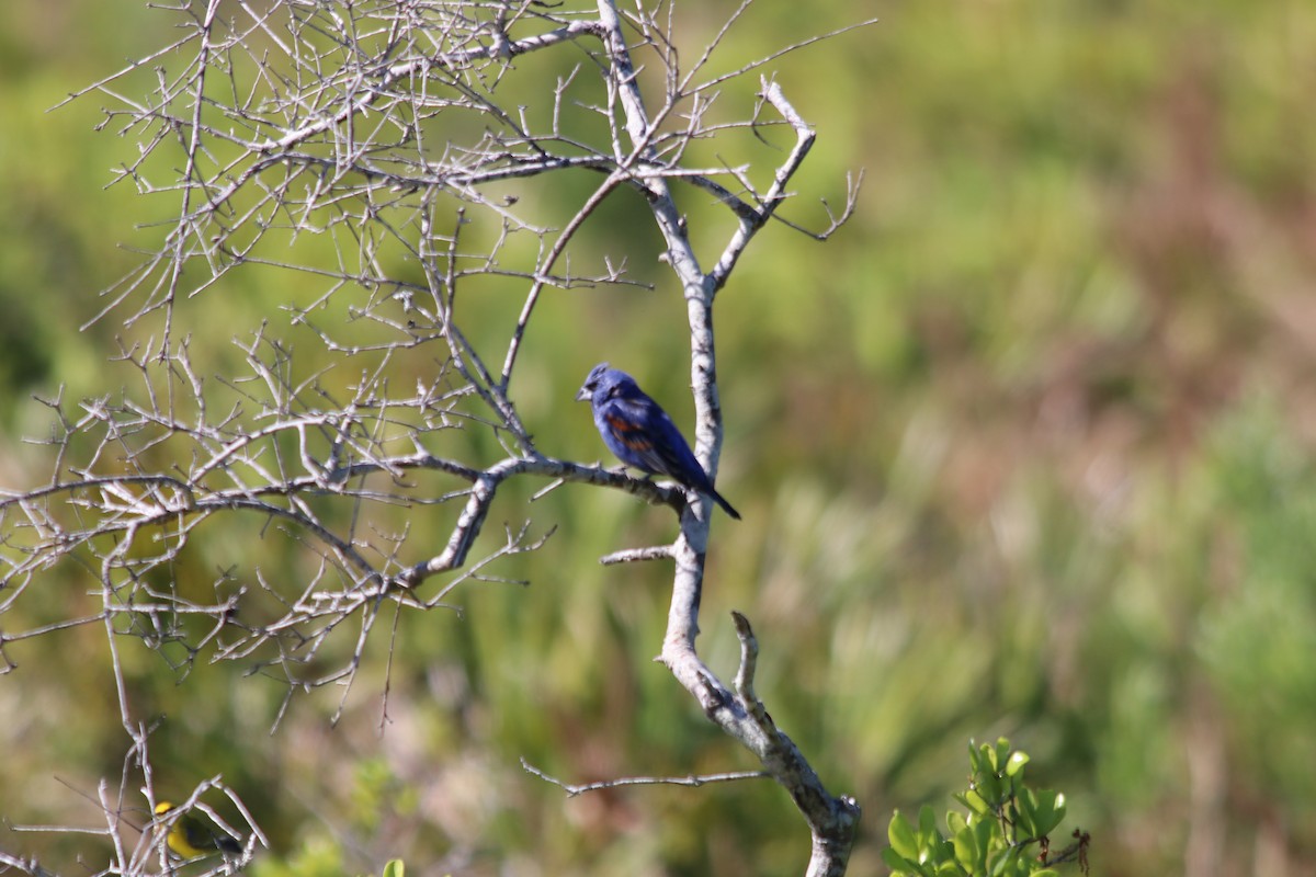 Blue Grosbeak - ML617319578