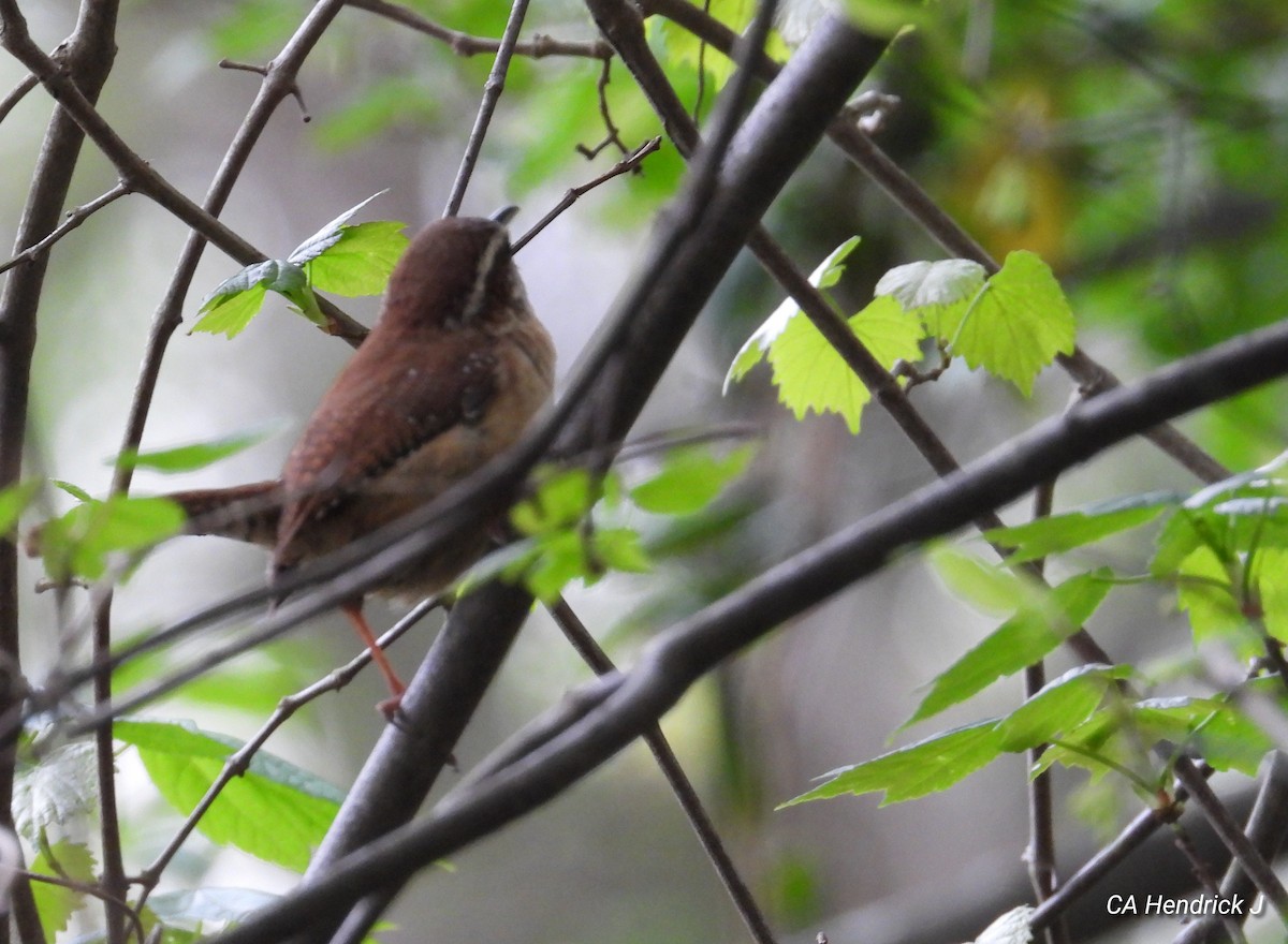 Carolina Wren - ML617319579
