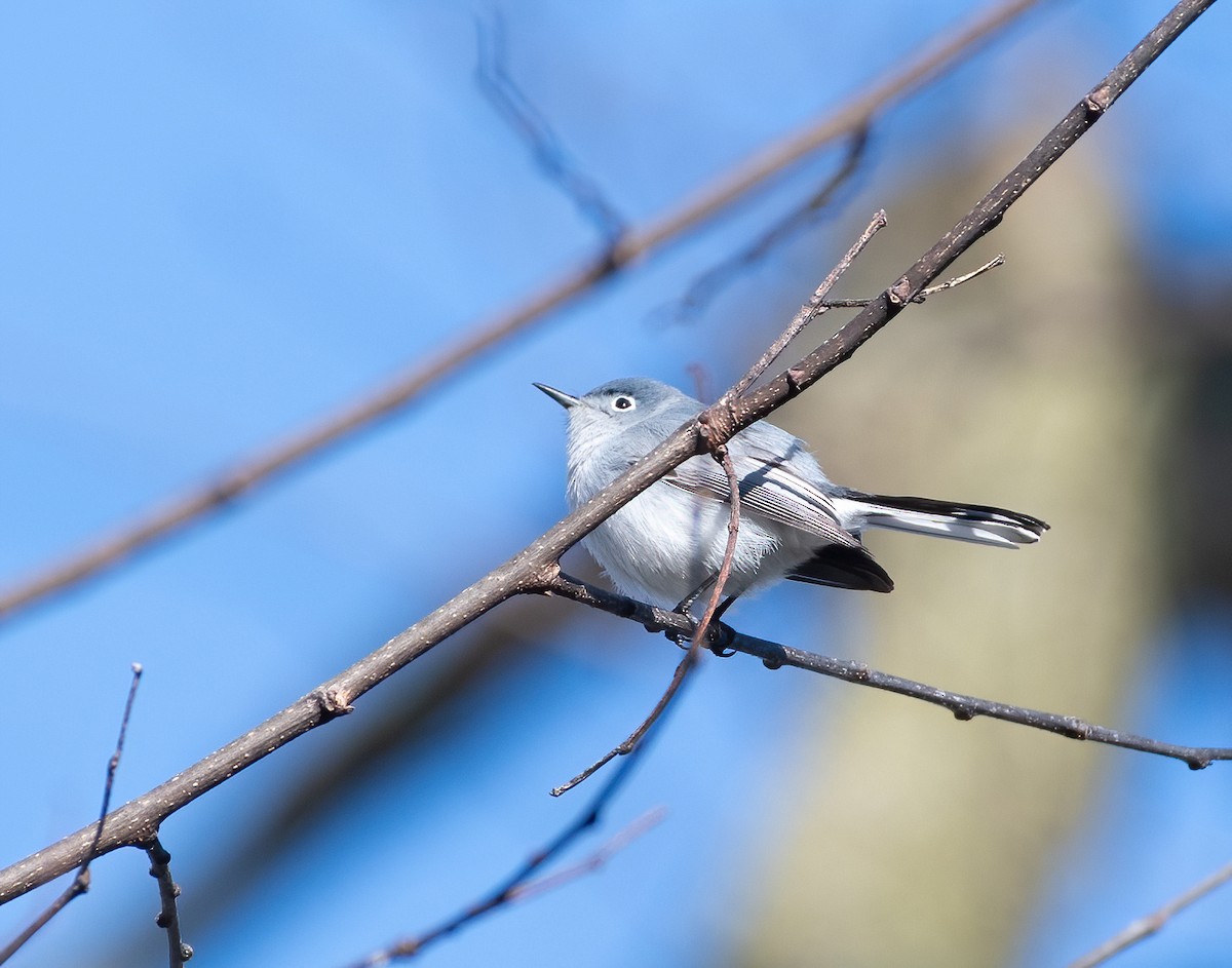 Blue-gray Gnatcatcher - ML617319657