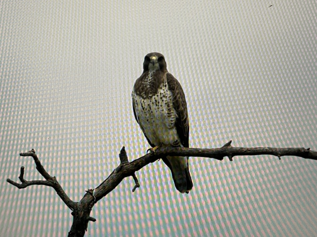 Swainson's Hawk - ML617319662