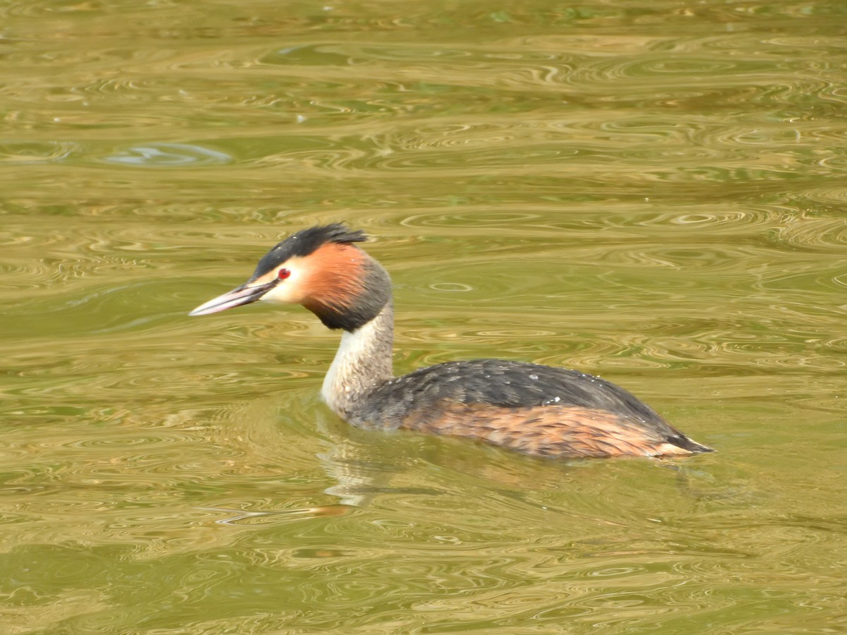 Great Crested Grebe - Dennis op 't Roodt