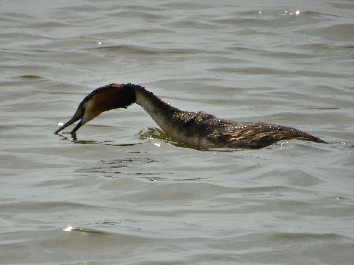 Great Crested Grebe - Dennis op 't Roodt