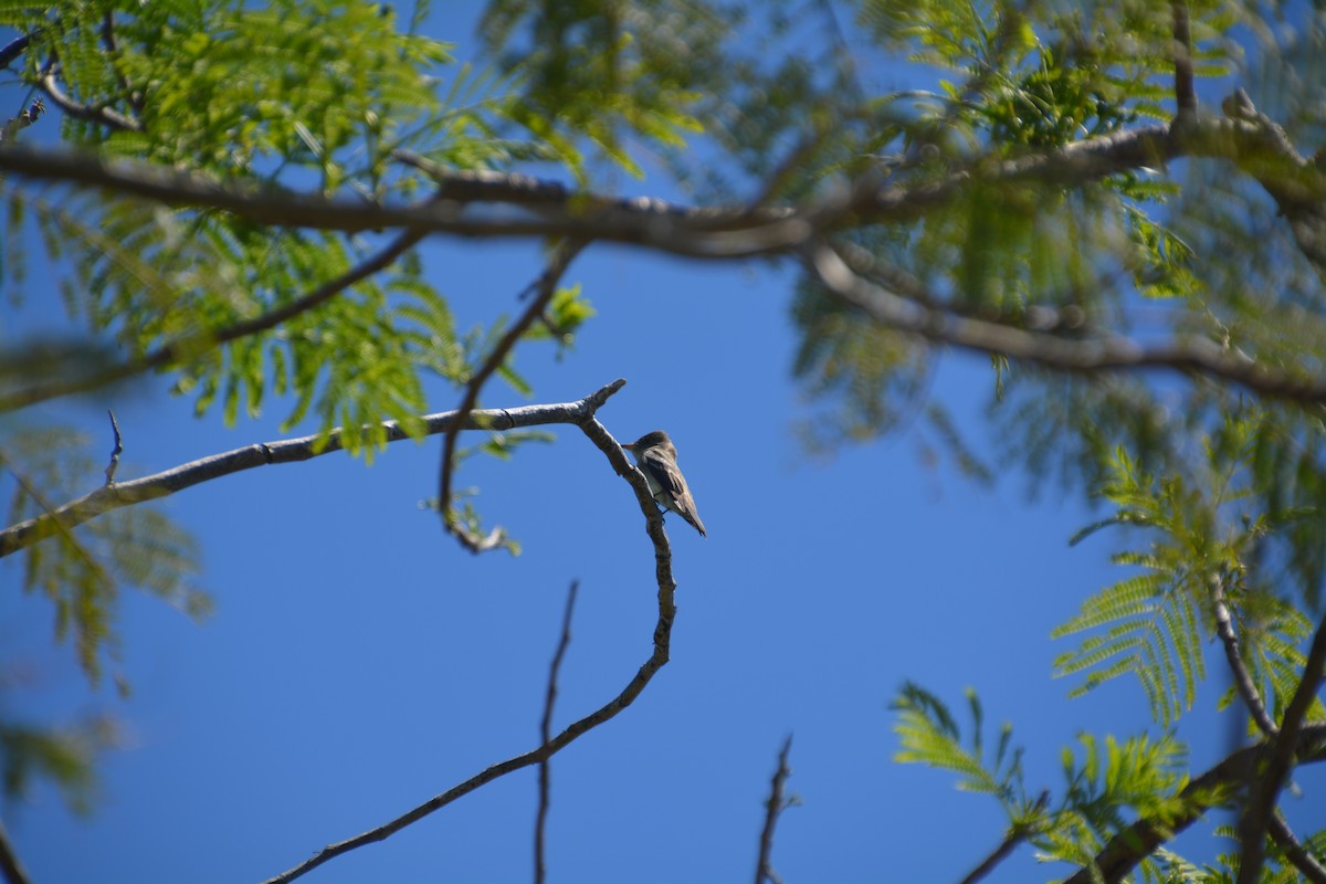 Eastern Wood-Pewee - ML617319687