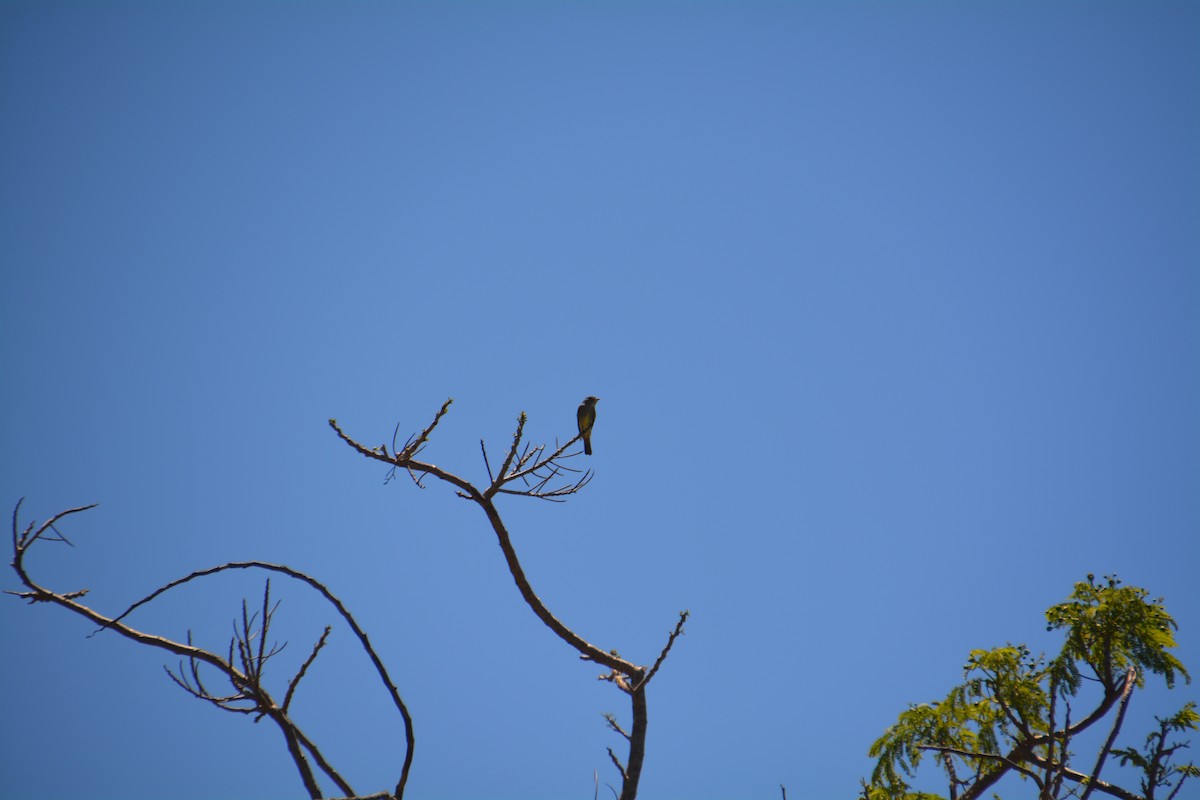 Eastern Wood-Pewee - ML617319688