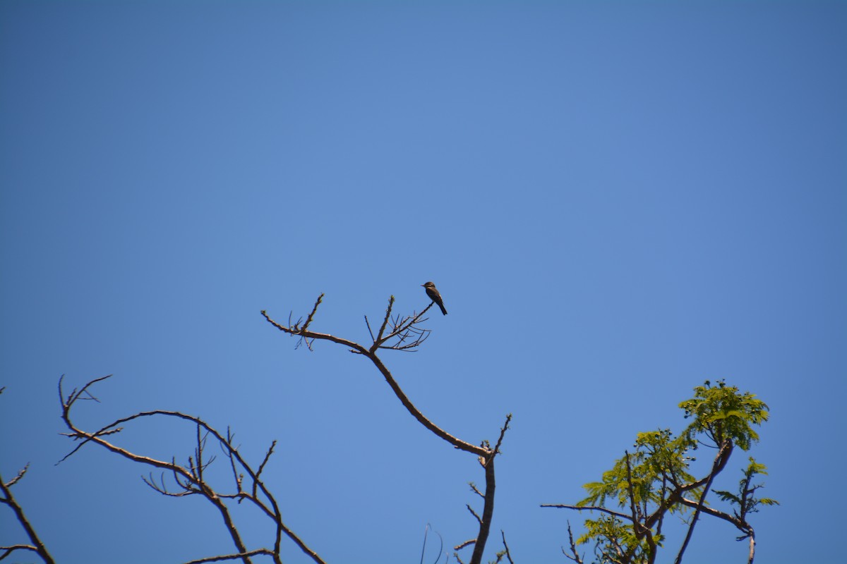 Eastern Wood-Pewee - Nicholas Lechmanik