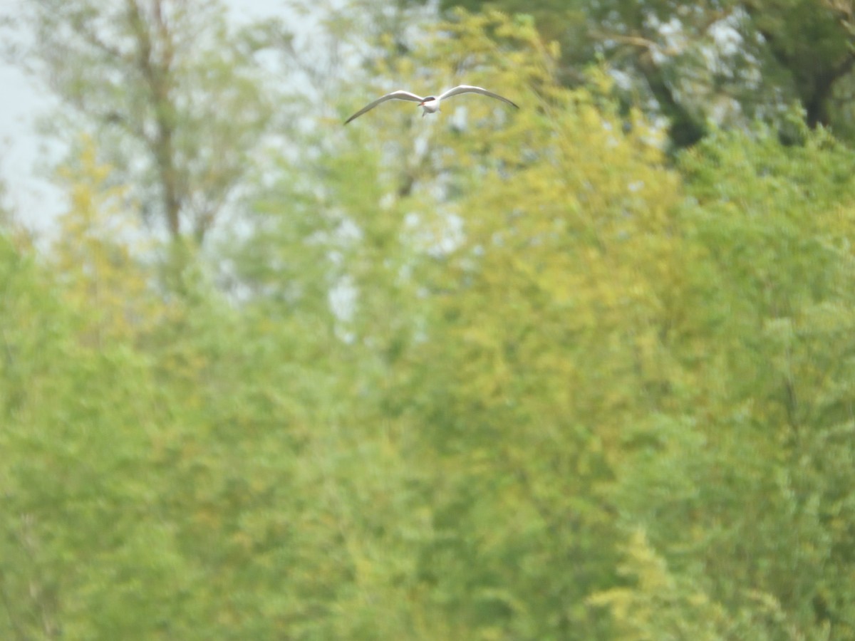 Common Tern - Dennis op 't Roodt