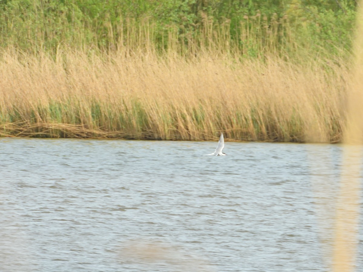 Common Tern - ML617319717