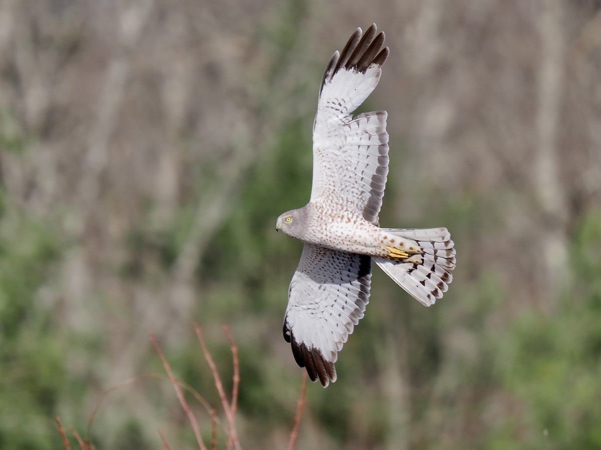 Northern Harrier - ML617319724