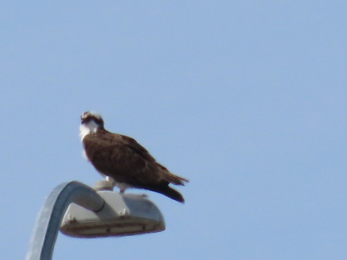 Águila Pescadora - ML617319727