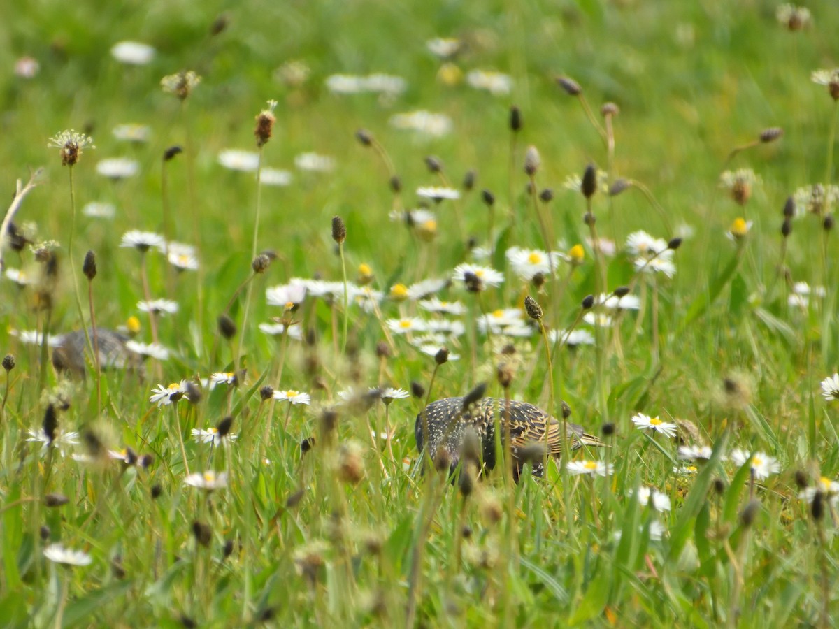 European Starling - ML617319741