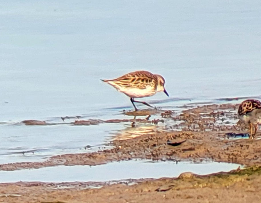 Semipalmated Sandpiper - Monica Higgins