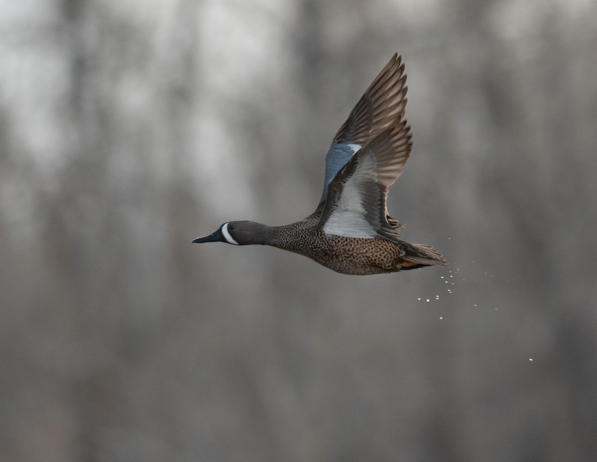 Blue-winged Teal - Ethan Cleveland