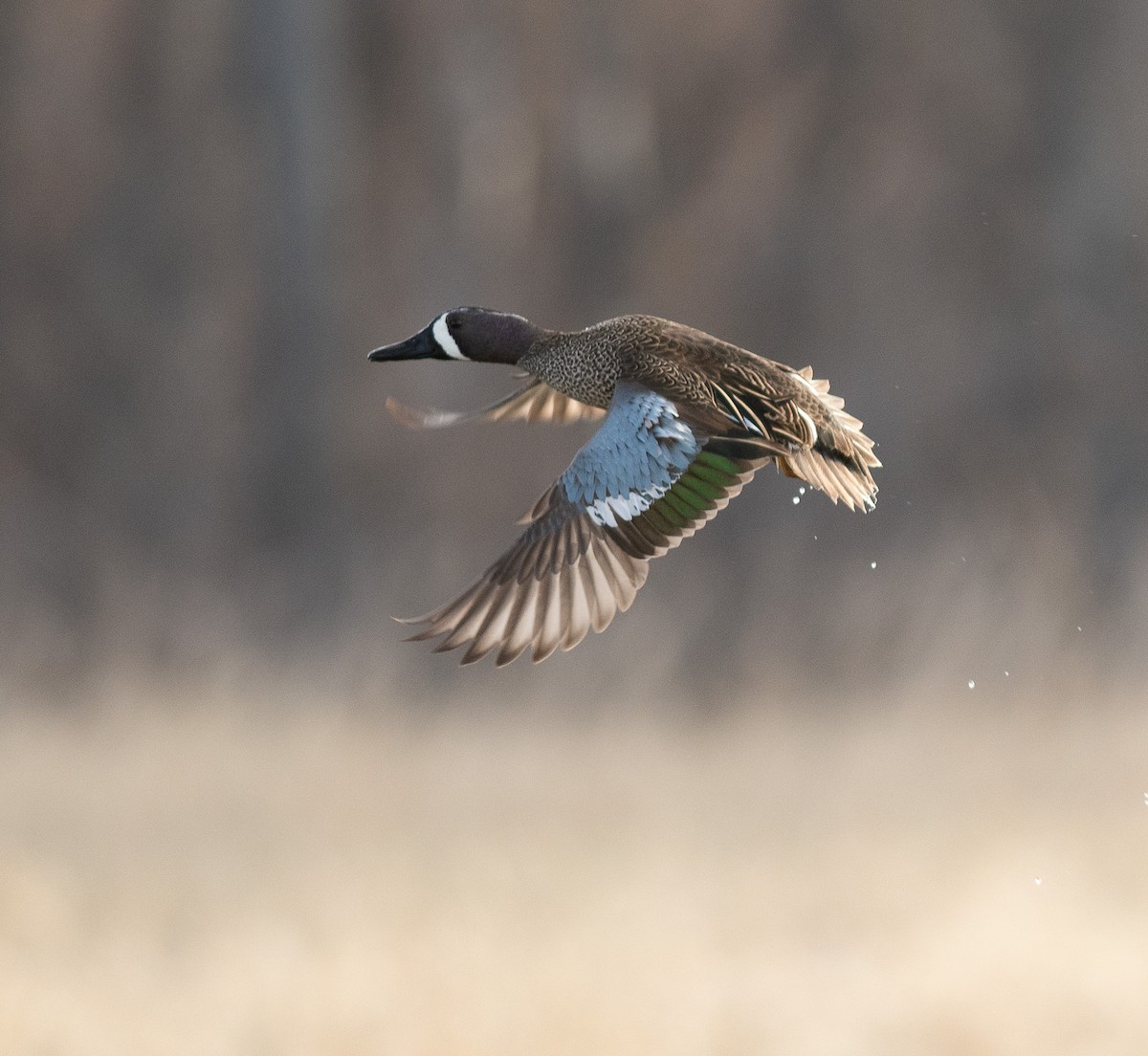 Blue-winged Teal - Ethan Cleveland