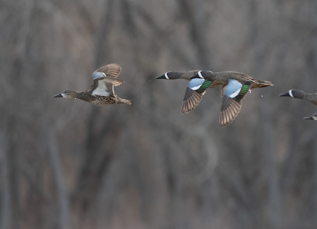 Blue-winged Teal - Ethan Cleveland