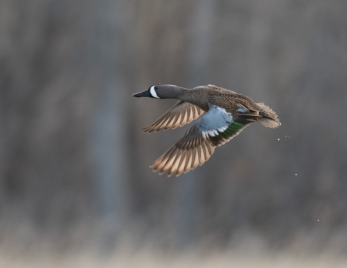 Blue-winged Teal - Ethan Cleveland