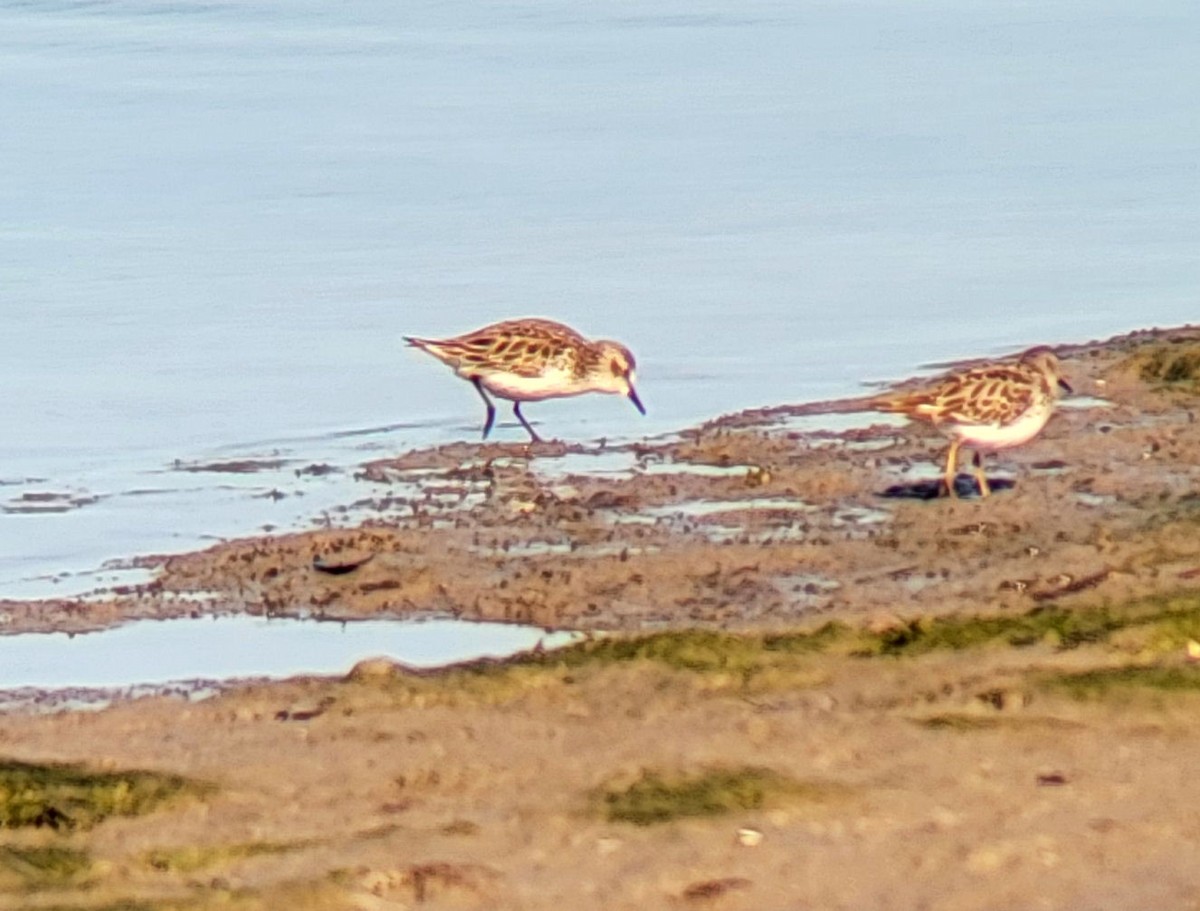 Semipalmated Sandpiper - ML617319769