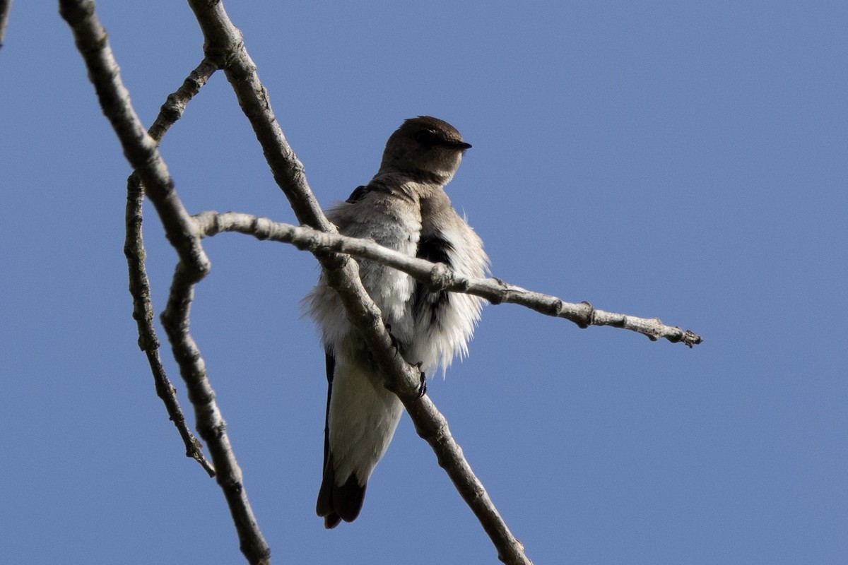 Northern Rough-winged Swallow - ML617319787