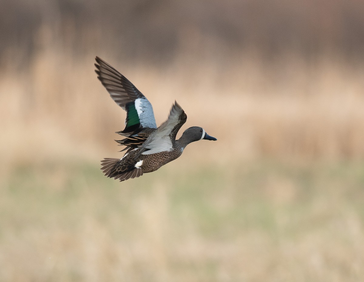 Blue-winged Teal - Ethan Cleveland