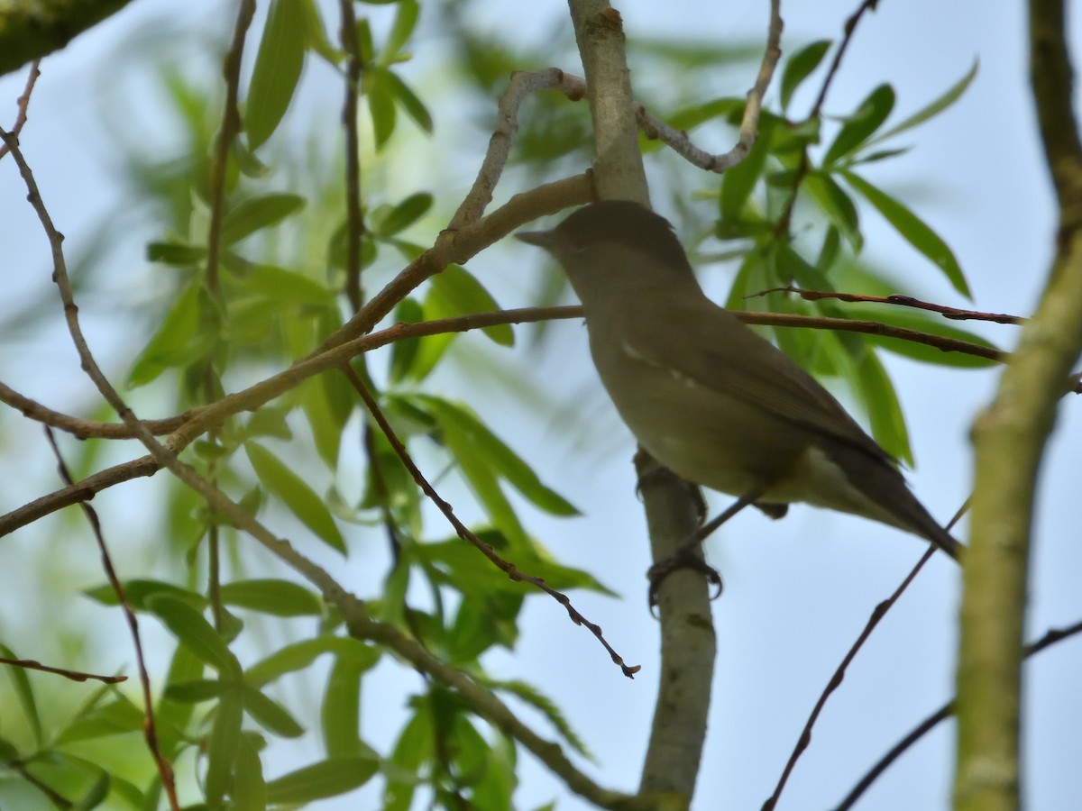 Eurasian Blackcap - ML617319812