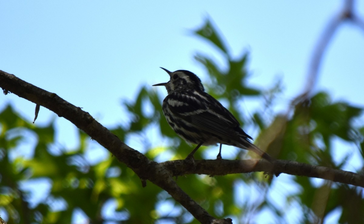 Black-and-white Warbler - ML617319840