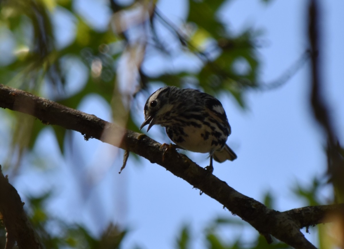 Black-and-white Warbler - ML617319843