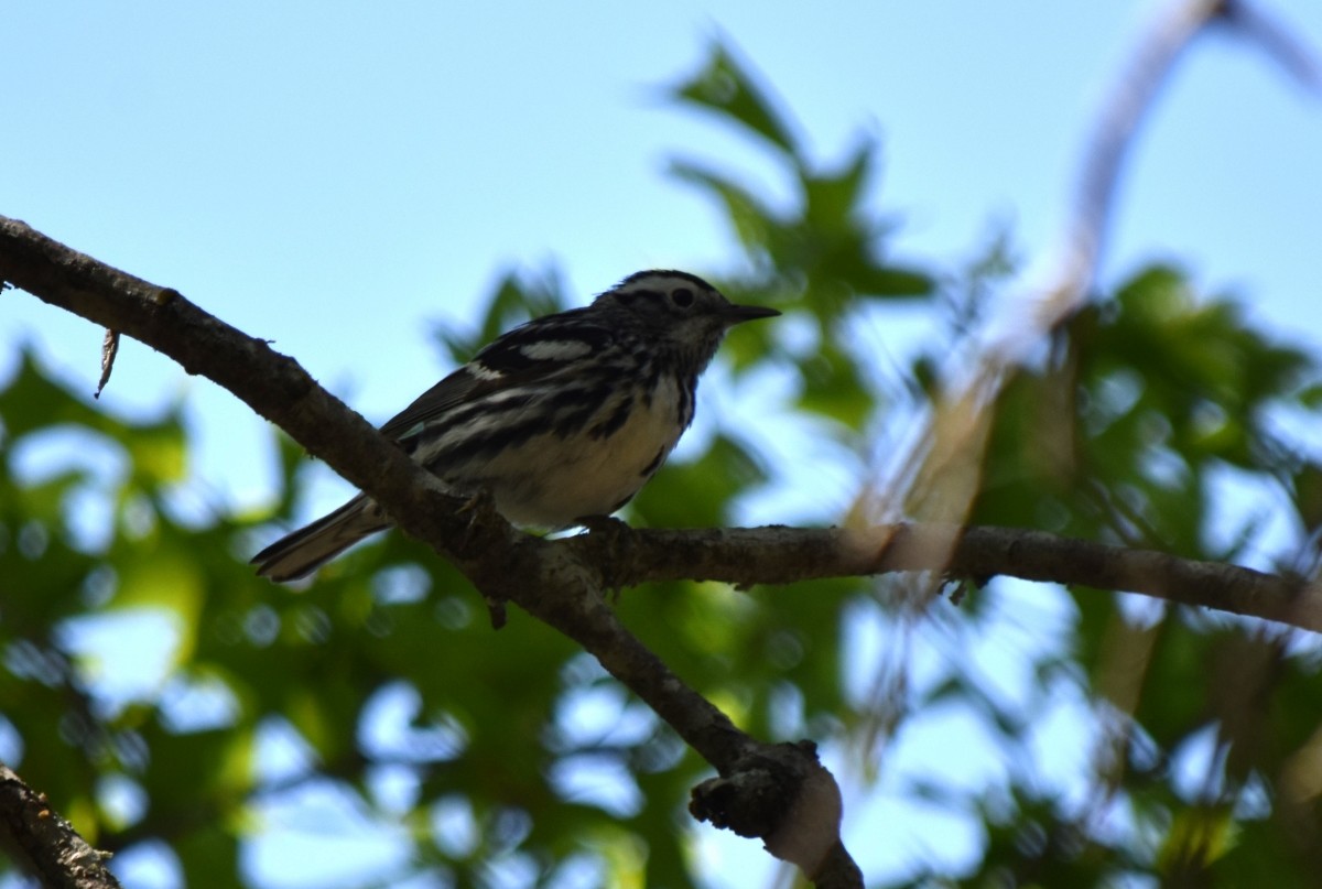 Black-and-white Warbler - ML617319844