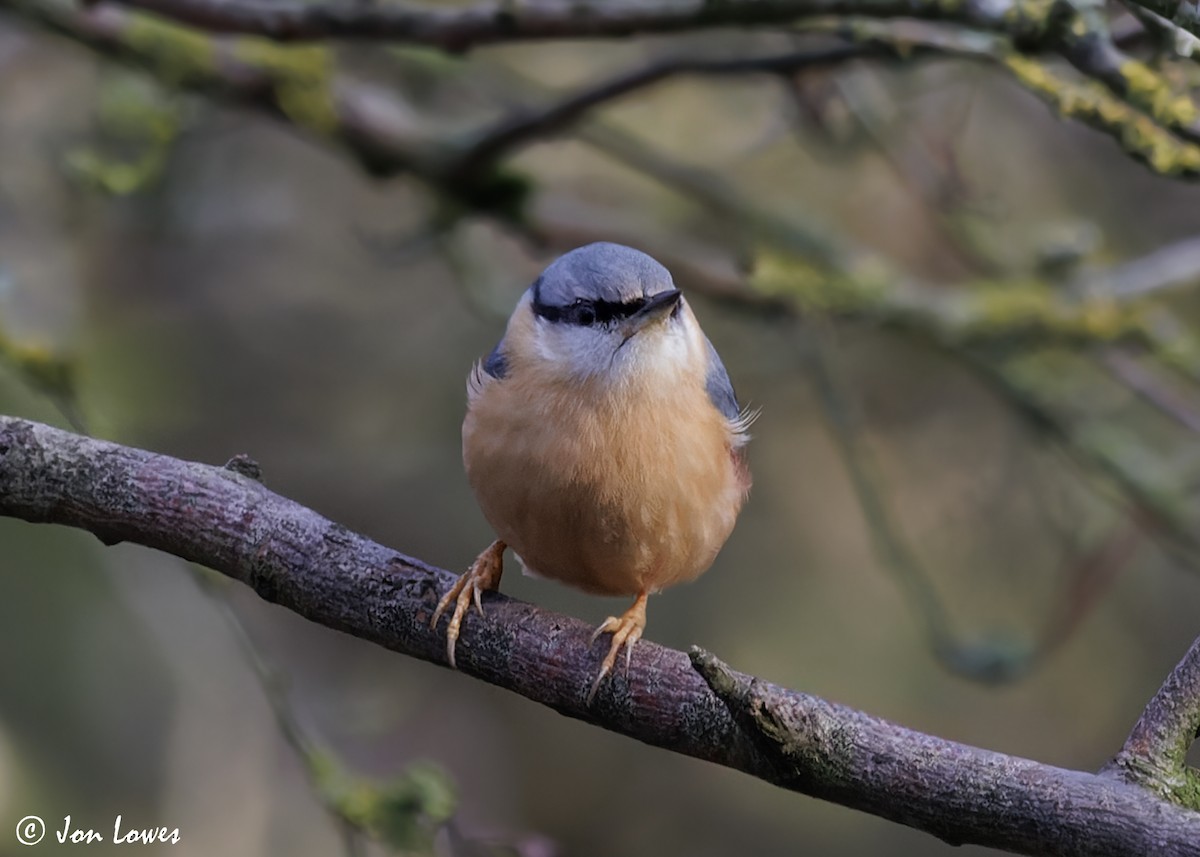 Eurasian Nuthatch (Western) - Jon Lowes