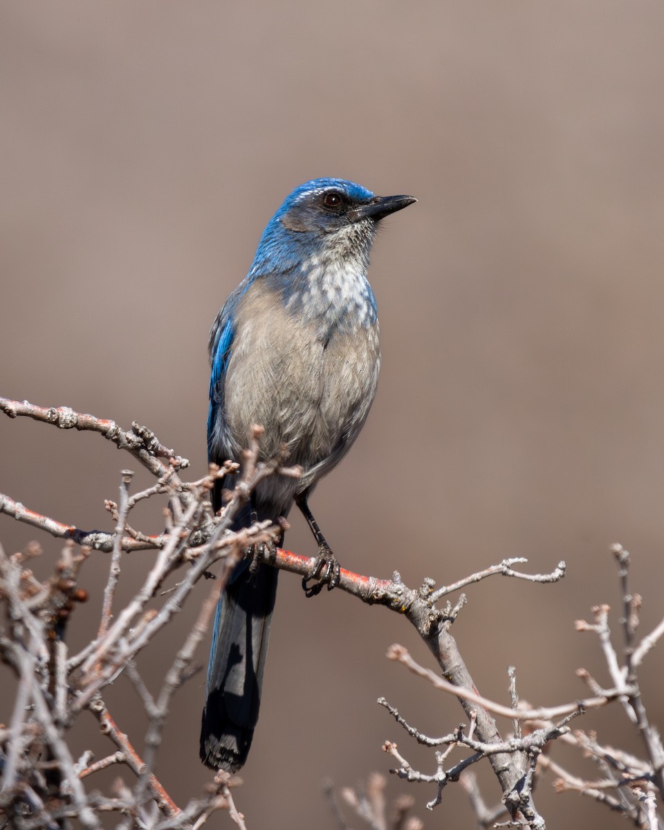 Woodhouse's Scrub-Jay - ML617319869