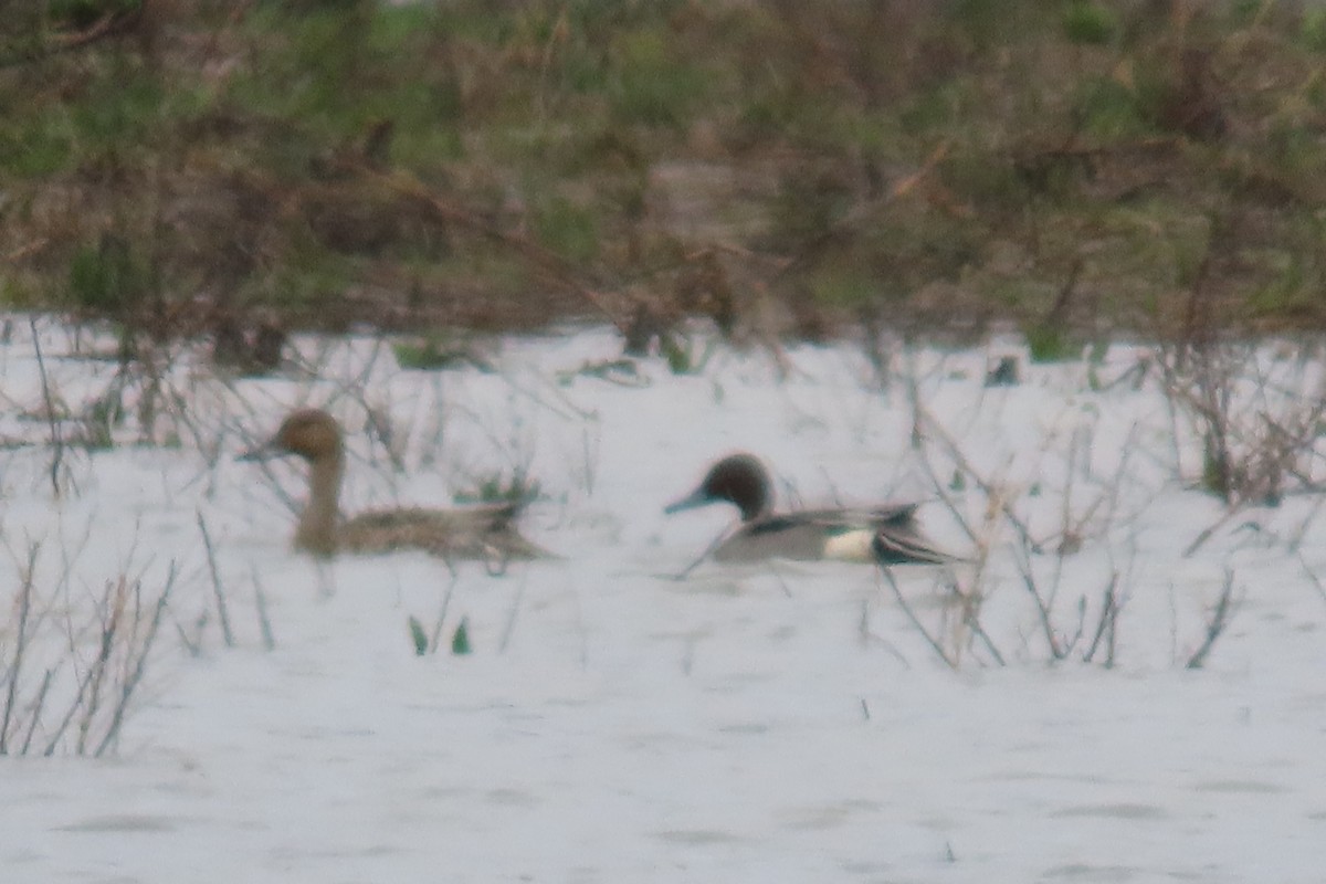 Northern Pintail - ML617319881