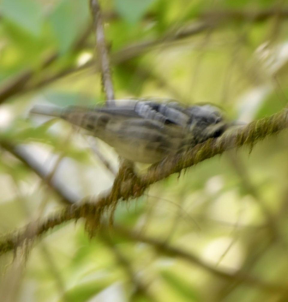 Black-and-white Warbler - ML617319902