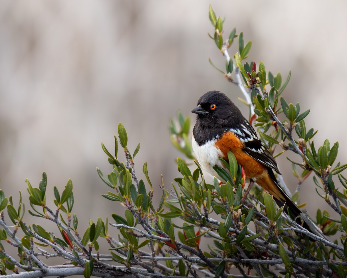 Spotted Towhee - ML617319904