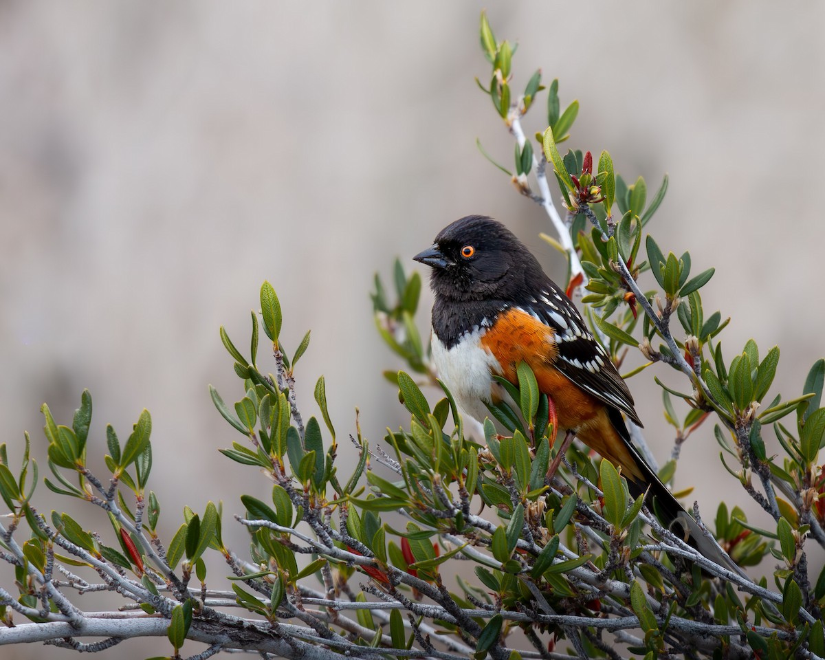Spotted Towhee - ML617319905