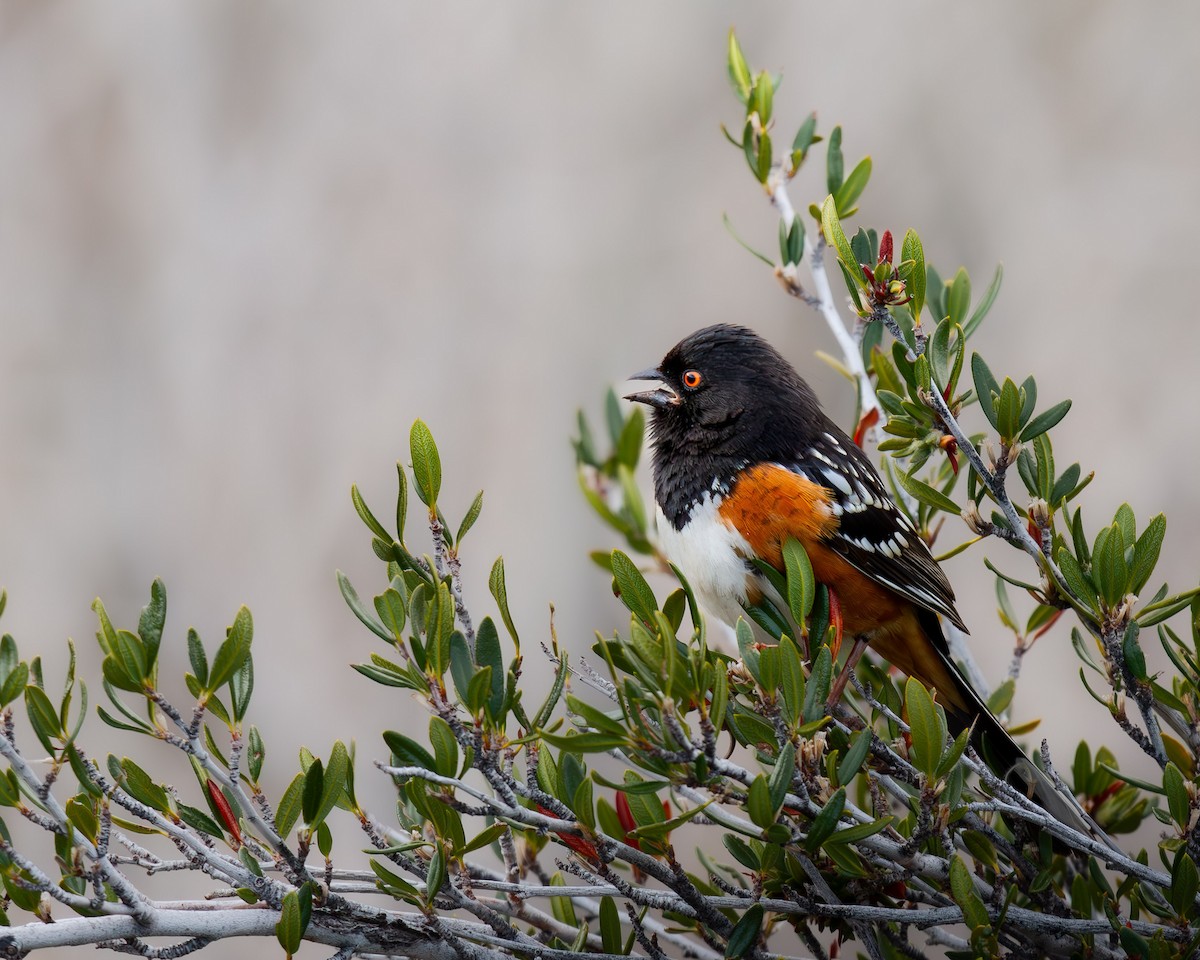 Spotted Towhee - ML617319906