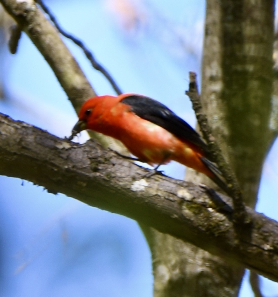 Scarlet Tanager - ML617319916
