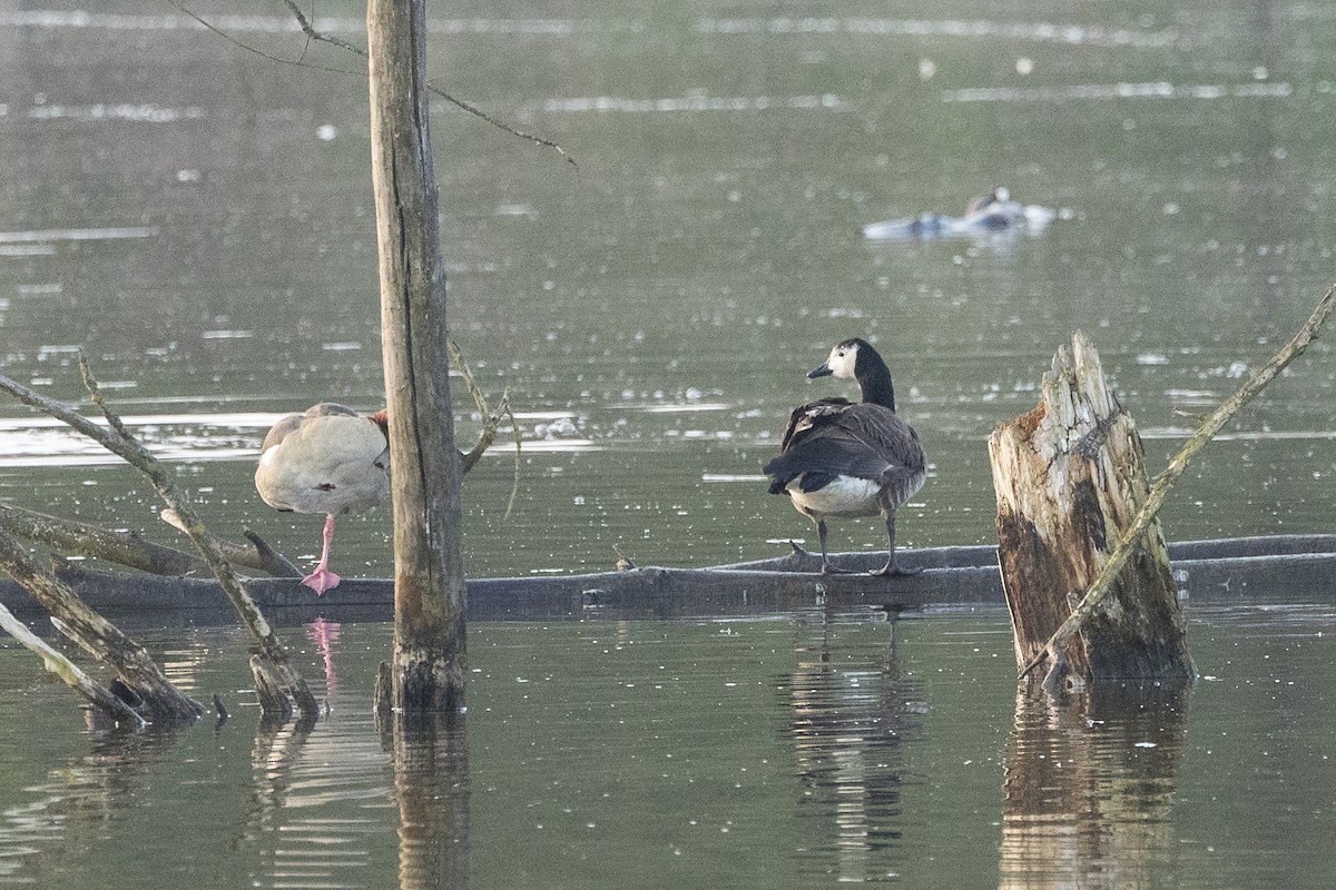 Canada Goose - ML617319931