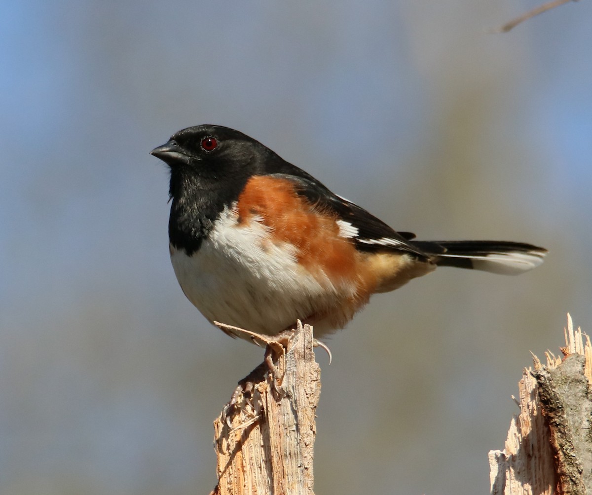 Eastern Towhee - Tom Ellsworth