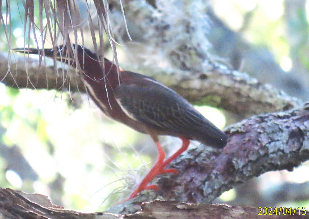 Green Heron - ML617320013