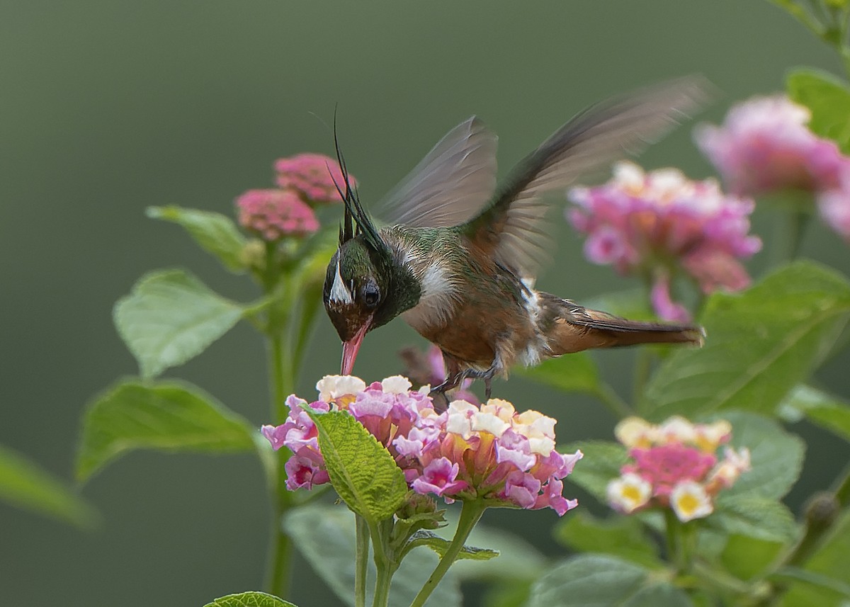 White-crested Coquette - Guillermo  Saborío Vega