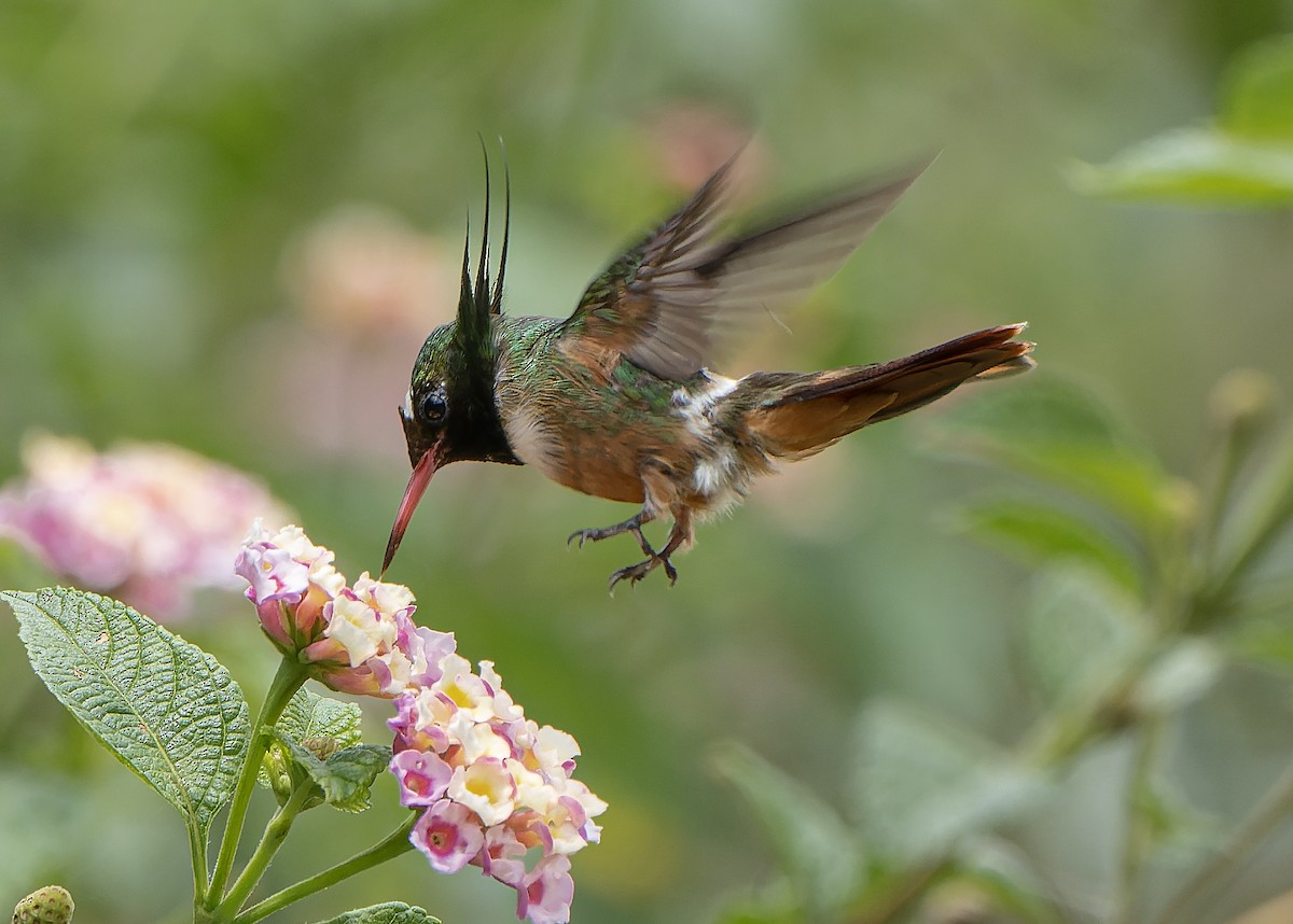 White-crested Coquette - Guillermo  Saborío Vega